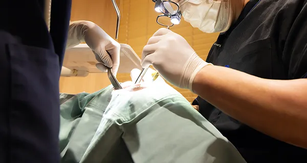 外科的な根管治療に対応可能